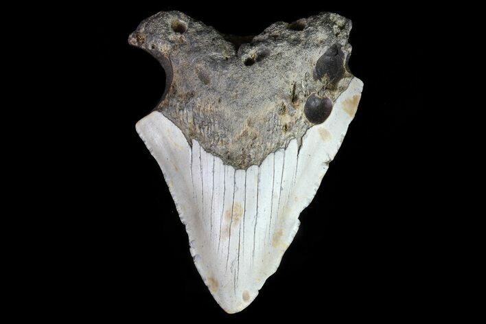 Bargain, Megalodon Tooth - North Carolina #76246